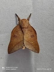 Adeloneivaia subangulata