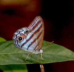 Chloreuptychia chlorimene