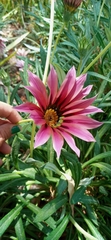 Gazania