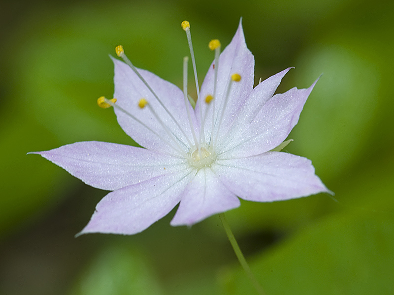 Western star flower Wildflowers of Bouverie Preserve of ACR