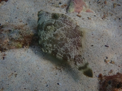 Stephanolepis diaspros