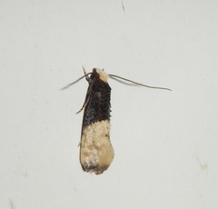 Trichophaga tapetzella