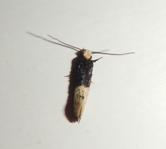 Trichophaga tapetzella