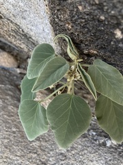 Horsfordia newberryi