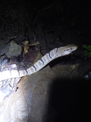 Boiga cynodon