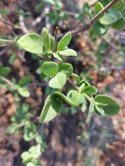 Vangueria dryadum