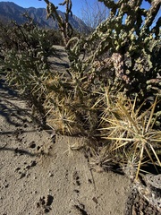 Cylindropuntia molesta molesta