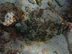 Stephanolepis diaspros