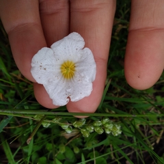 Nierembergia calycina