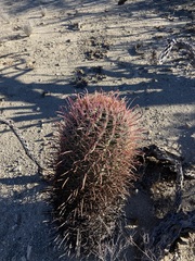 Ferocactus gracilis coloratus