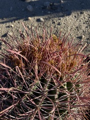 Ferocactus gracilis coloratus