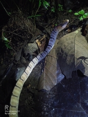 Boiga cynodon