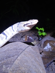 Boiga cynodon