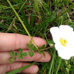 Nierembergia calycina