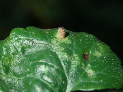 Rondaniola bursaria