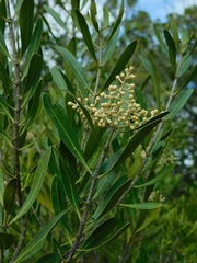 Olea exasperata