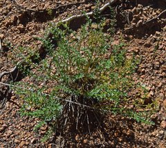 Cymopterus anisatus