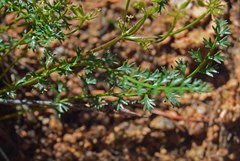 Cymopterus anisatus