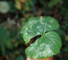 Rondaniola bursaria