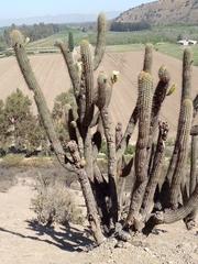 Trichocereus chiloensis