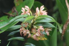 Maxillaria erecta