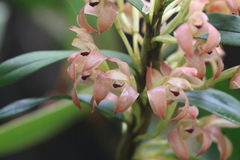 Maxillaria erecta