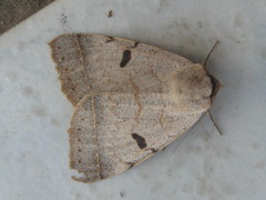 Ctenusa pallida