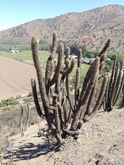 Trichocereus chiloensis