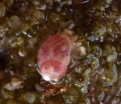 Eulithidium pulloides