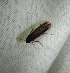 Serropalpus barbatus