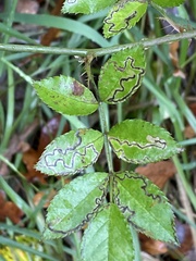 Stigmella anomalella