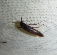 Serropalpus barbatus