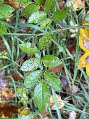 Stigmella anomalella