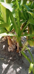 Liliopsida