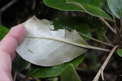 Brachyglottis buchananii