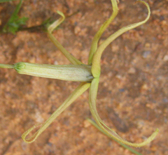 Trochomeria macrocarpa image