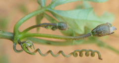 Trochomeria macrocarpa image