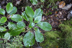 Brachyglottis buchananii