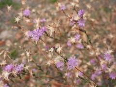 Lessingia leptoclada