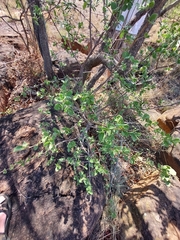 Vangueria dryadum