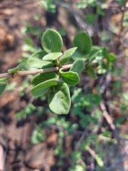 Vangueria dryadum