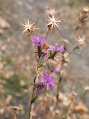 Lessingia leptoclada