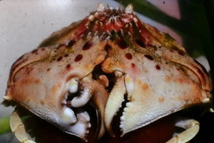 Calappa granulata