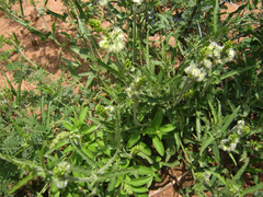 Tragia dioica