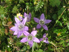 Gentianella austriaca