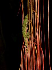 Anolis princeps