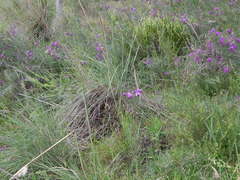 Lessingianthus rubricaulis