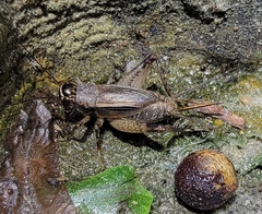 Loxoblemmus equestris