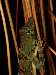Anolis princeps