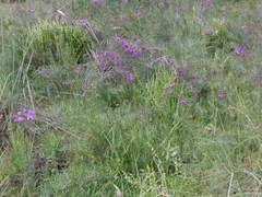 Lessingianthus rubricaulis